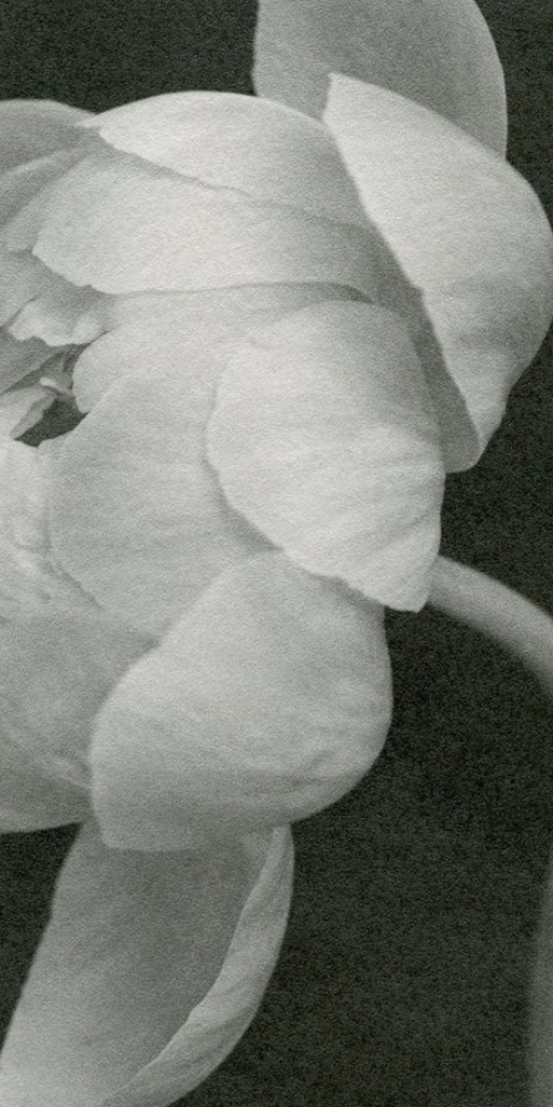 True Essence Web Image - Flower